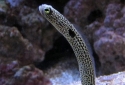Garden Eel - Taenioconger hassi