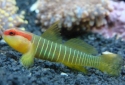 Green Banded Goby - Elacatinus multifasciatus