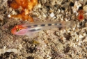 Red Head Goby - Elacatinus puncticulatus