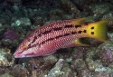 Costa Rican Hogfish - Bodianus diplotaenia
