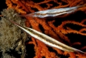 Striped Shrimpfish - Aeoliscus strigatus 