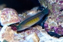 Bluelined Dottyback - Pseudochromis cyanotaenia