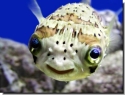 Porcupine Puffer - Diodon holocanthus