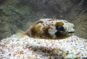 Porcupine Puffer - Diodon holocanthus