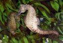 Lined Seahorse - Hippocampus erectus