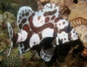 Spotted Sweetlips - Plectorhinchus chaetodonoides