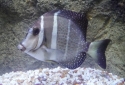 Mustard Guttatus Tang - Acanthurus guttatus