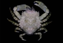 Pithos Crab - Pitho mirabilis 