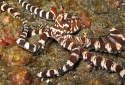 Wunderpus Octopus - Wunderpus photogenicus