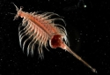 Brine Shrimp - Artemia