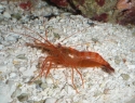 Peppermint Shrimp - Lysmata wurdemanni