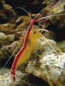 Scarlet Cleaner Shrimp - Lysmata amboinensis