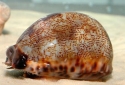 Cowrie - Cypraea sp.