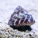 Tiger Turbo Snail - Trochus sp.