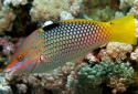 Checkerboard Wrasse - Halichoeres hortulanus
