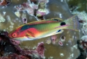 Exquisite Fairy Wrasse - Cirrhilabrus exquisitus 