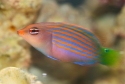 Six Line Wrasse - Pseudocheilinus hexataenia 