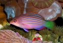 Six Line Wrasse - Pseudocheilinus hexataenia 