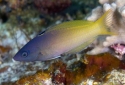 Purplehead Wrasse - Halichores prosopeion
