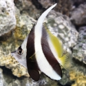 Heniochus Butterflyfish - Heniochus acuminatus