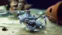 Brown Pacific Octopus - Octopus sp.