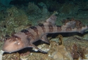 Bamboo Cat Shark - Chiloscyllium Plagiosum