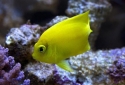Yellow Angelfish - Centropyge heraldi