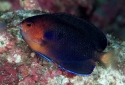 Pygmy Yellowtail Angelfish - Centropyge flavicauda