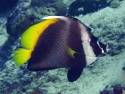 Singular Bannerfish - Heniochus singularis