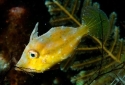 Fan Bellied Filefish - Monacanthus chinensis