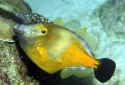 Clown Filefish - Cantherhines macrocerus