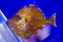 Whitespotted Pygmy Filefish - Rudarius ercodes