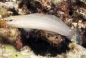 Orangemarked Goby - Amblygobius decussatus