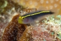 Yellowstripe Neon Goby - Gobiosoma sp.