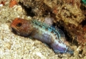 Dusky Jawfish - Opistognathus whitehurstii