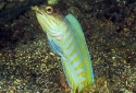 Tiger Jawfish - Opistognathus gilberti