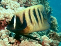 Six Bar Angel - Pomacanthus sexstriatus