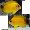 Lemonpeel Hybrid Angelfish - Centropyge flavissima x C. vroliki