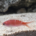 Lori's Anthias - Pseudanthias lori