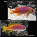 Pictilis Anthias - Pseudanthias pictilis