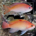 Pink Anthias - Pseudanthias hypselosoma