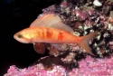 Squirei Anthias - Rabaulichthys squirei