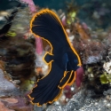 Pinnatus Batfish - Platax pinnatus