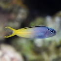Forktail Blenny - Meiacanthus atrodorsalis
