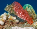 Leopard Blenny - Exallias brevis