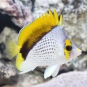 Declivis Butterflyfish - Chaetodon declivis