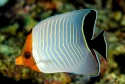 Larvatus Butterfly - Chaetodon larvatus