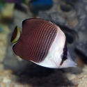 White-face Butterflyfish - Chaetodon mesoleucos