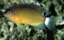 Flame Damsel - Pomacentrus bankanensis