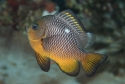 Gold Domino Damsel - Dascyllus auripinnis